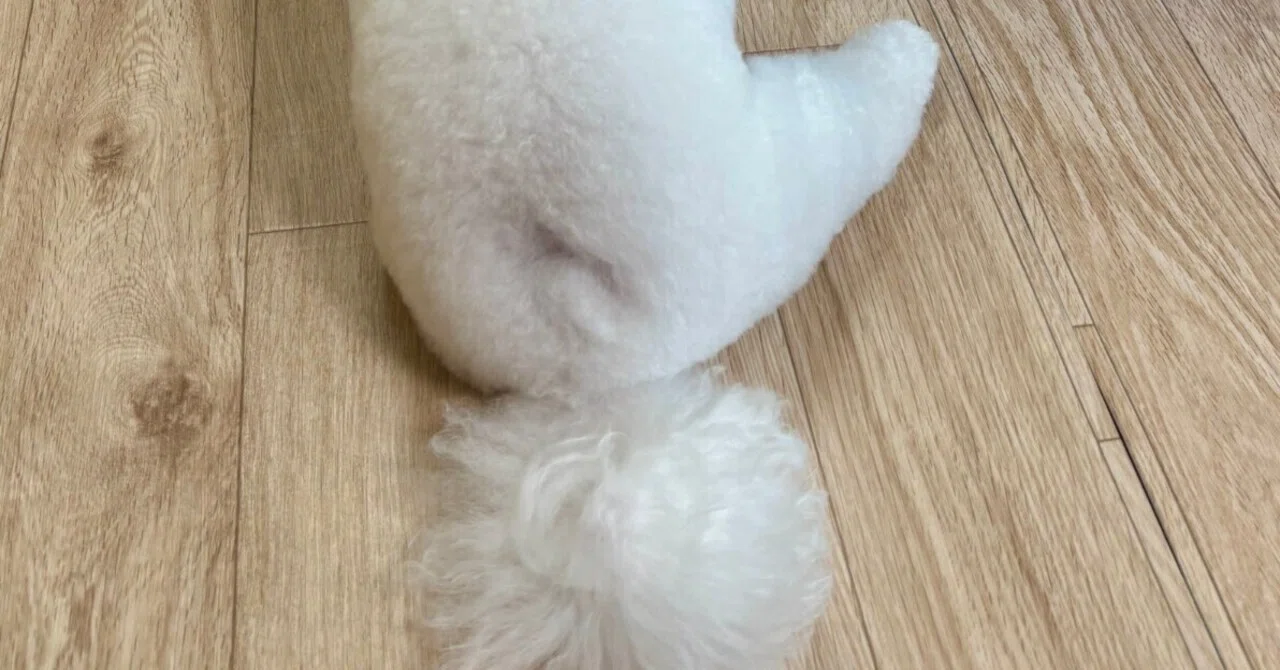 犬のしっぽはなぜ上がる？愛犬のくぼみが教えてくれたこと｜ちーと白い