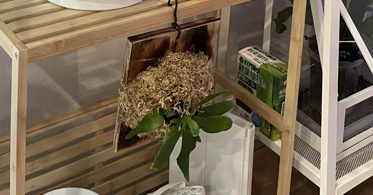 植物のこと】ビカクシダの板付に挑戦してみた｜ききゆ