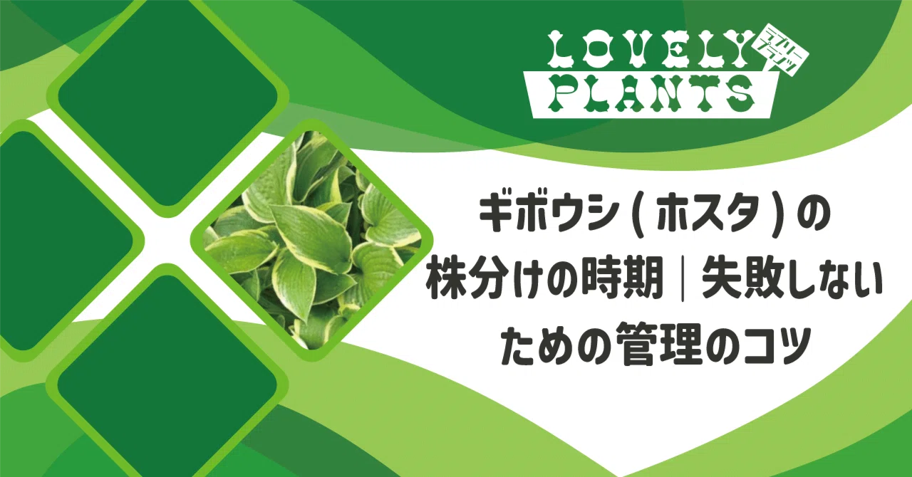 ギボウシ(ホスタ)の株分けの時期｜失敗しないための管理のコツ｜lovely