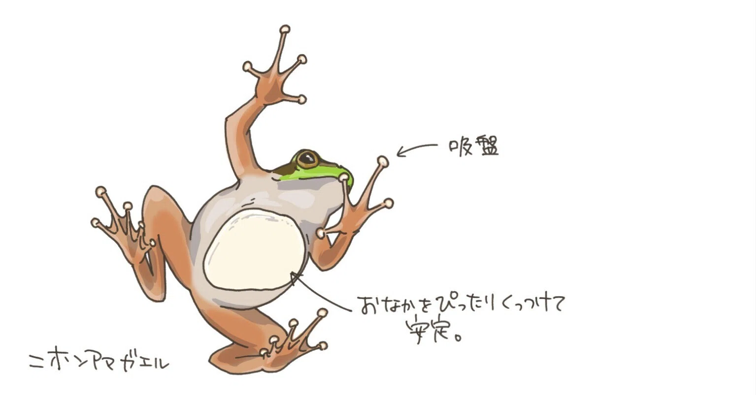 腹をくっつけスタンバイ｜アマガエル｜くますけ｜自然ガイド・クリエイター