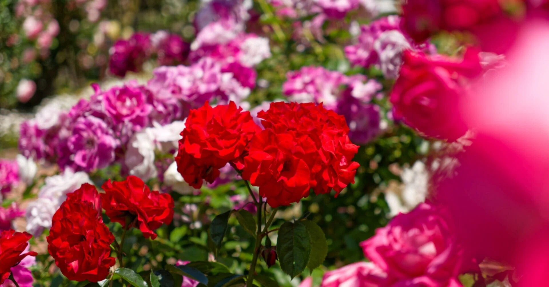 5月の薔薇園｜fenbel