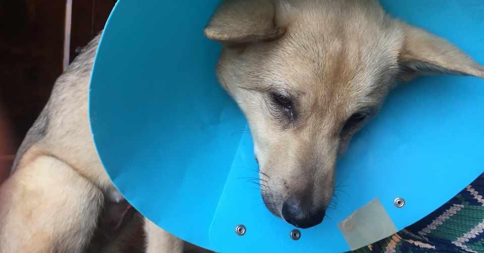ビビり犬あげぱん 恐怖の避妊手術 Yの家 Note