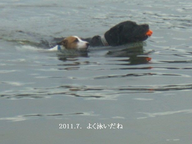 2011.7.琵琶湖1