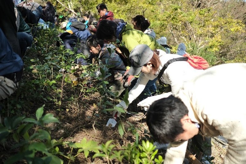 植樹6