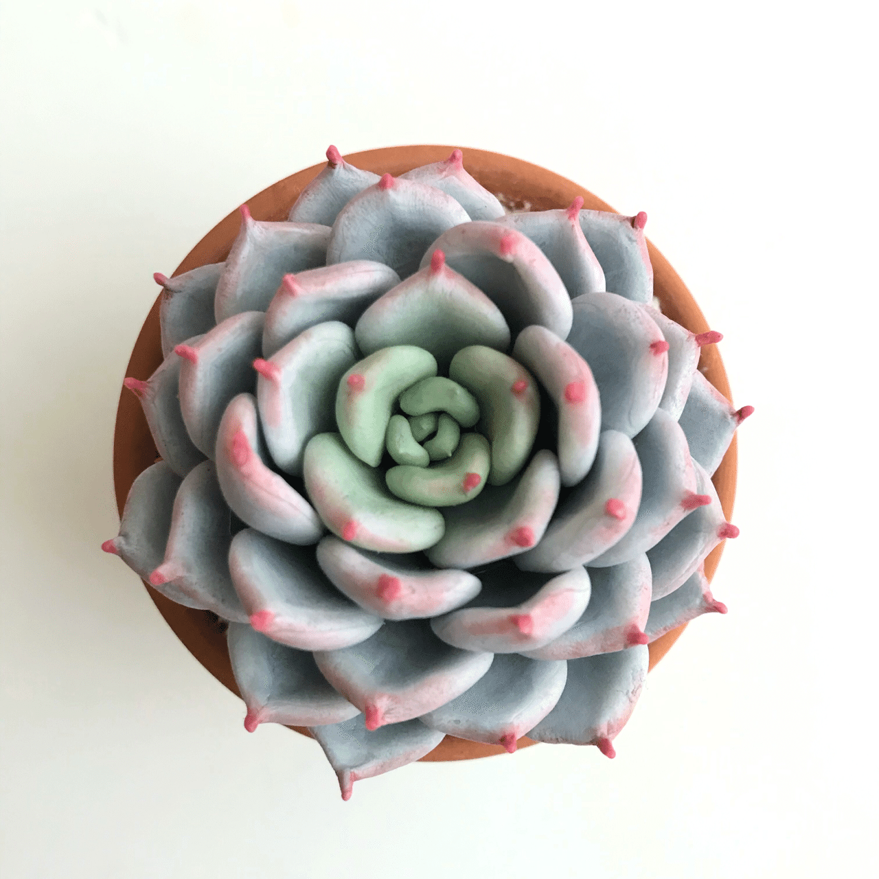 作品集 きたのこ Note