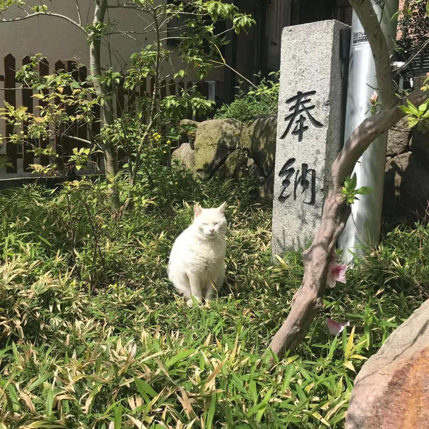 福岡かみざかな