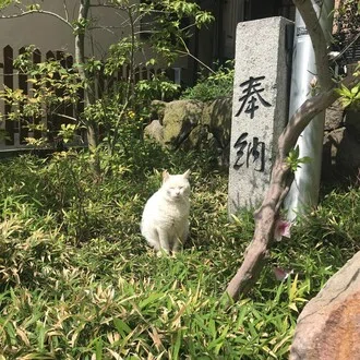 福岡かみざかな