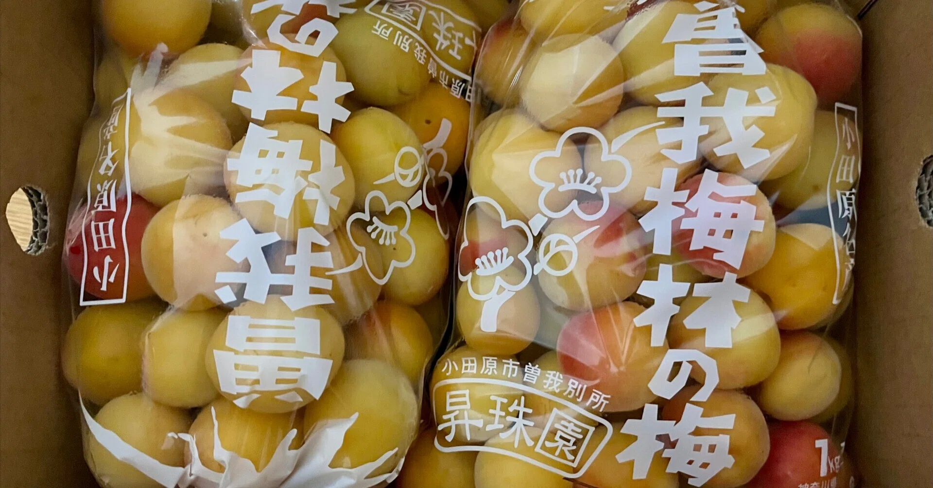 待ちわびた2年ぶりの生梅販売、曽我梅林「昇珠園」さんの十郎梅で