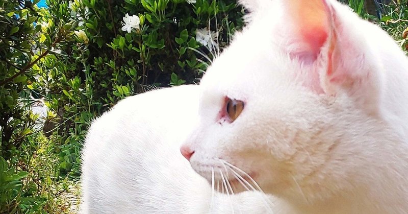 映画週末動員数ランキング6月2週目のアニメ映画動向レポート 映画館の復活はアニメ映画にかかってるかもしれないという話 ネジムラ89 note