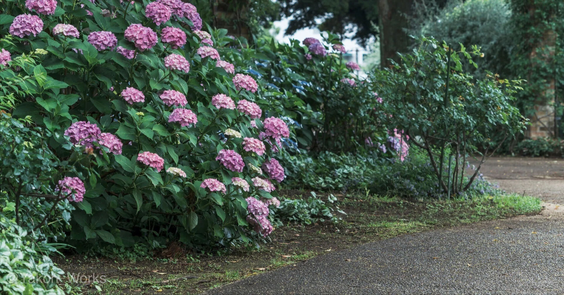 Nikon Z6】紫陽花｜夜行ワークス