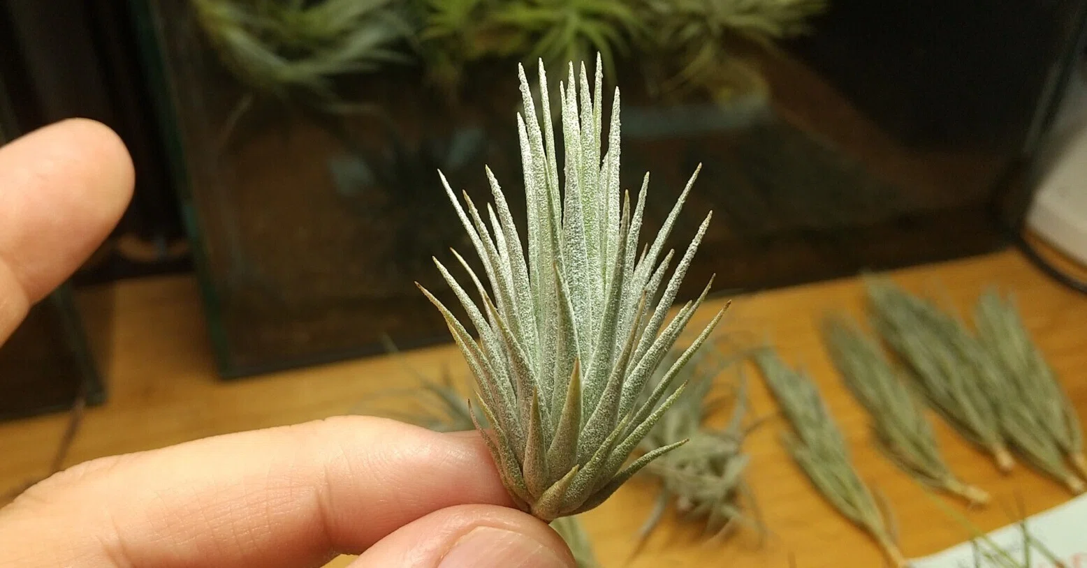 チランジア入荷リスト6/2｜NatureGarden🌿神田
