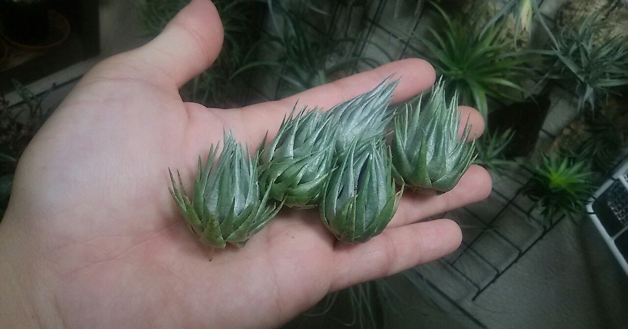 チランジア入荷リスト5/1｜NatureGarden🌿神田
