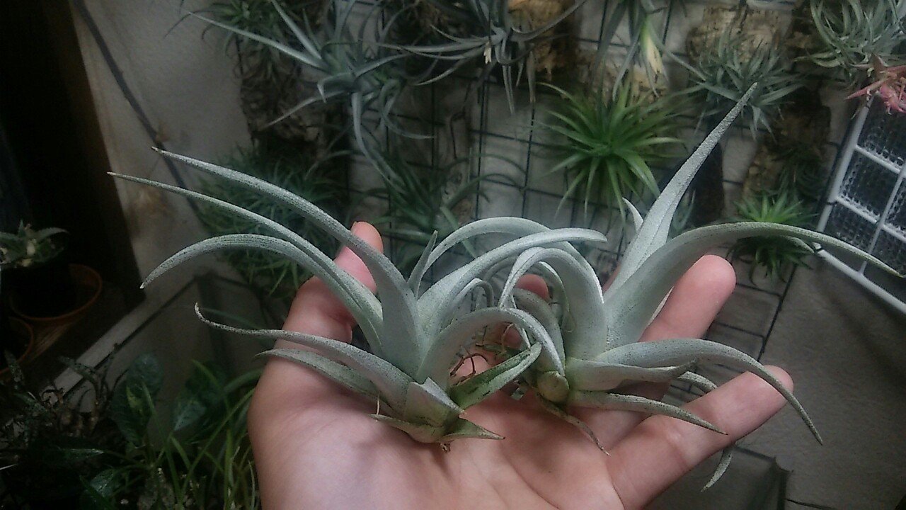 超希少❗️チランジア　ヒルダエ✨ コレクターズスペシャル(2018/11/23更新) – Air Plant Hub