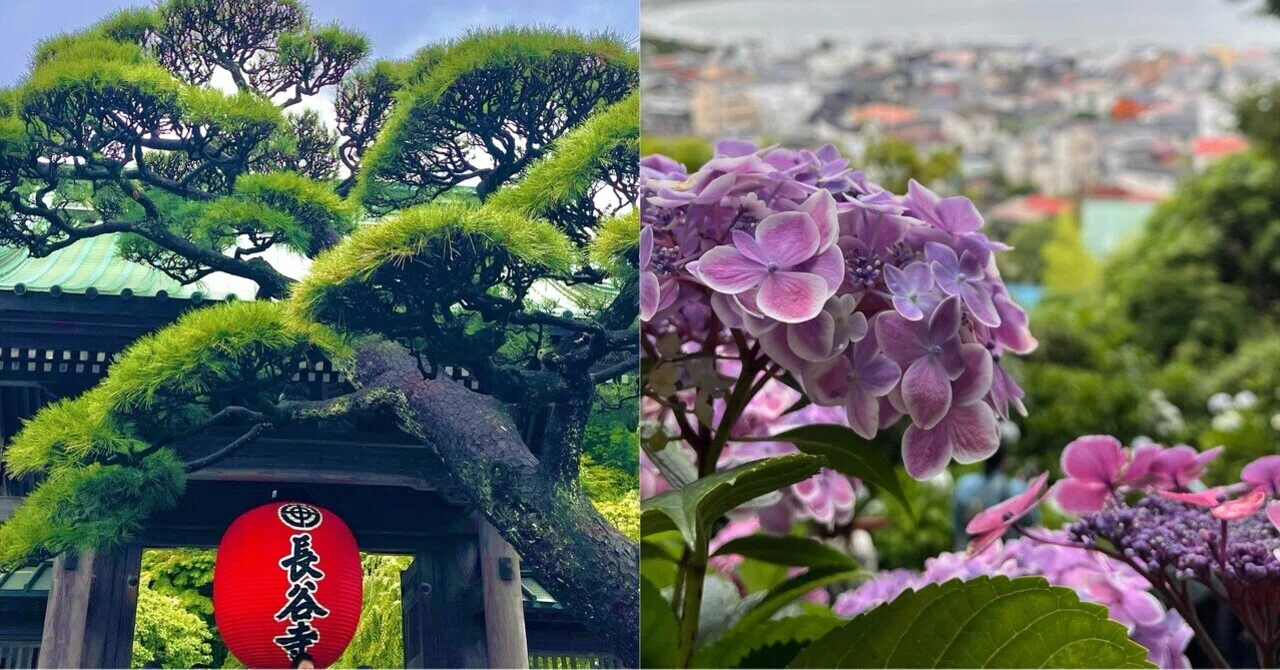 鎌倉【長谷寺】の紫陽花｜みのる