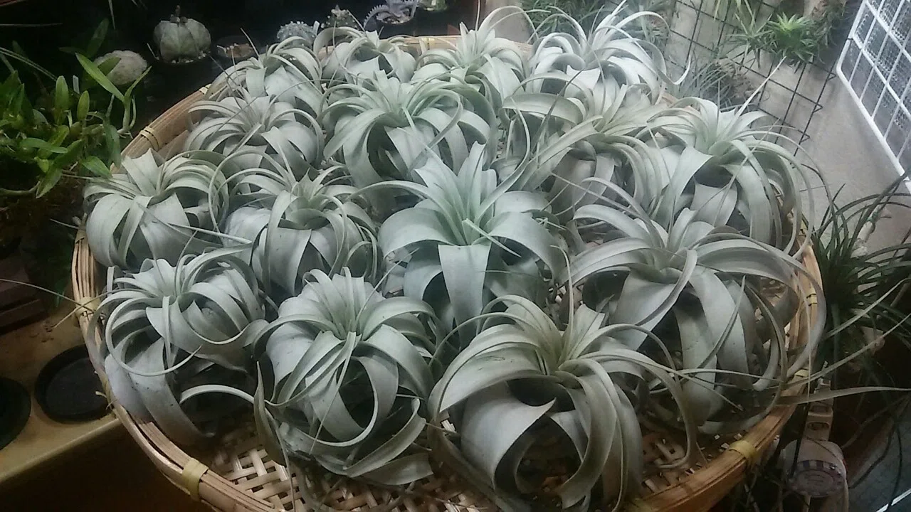 人気精鋭部隊正面突破の陣】チランジア入荷リスト6/12｜NatureGarden🌿神田