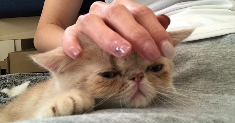 独身一人暮らしでペットを飼うということ もーさん Note