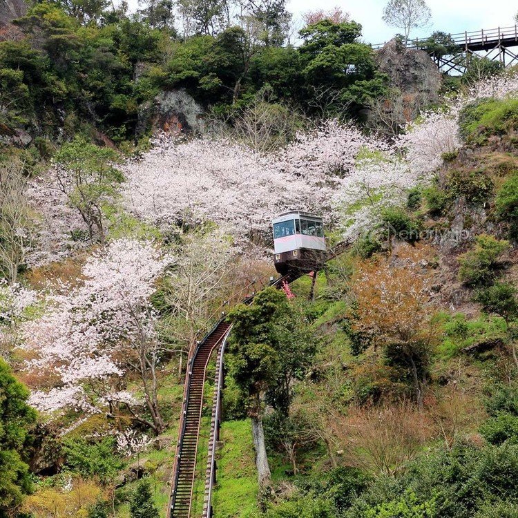 今年撮った桜の中からピックアップしました。まずは熊本県の津奈木町にある重盤岩とモノレール。