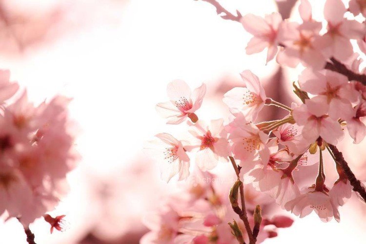 桜は綺麗なのでみんな沢山撮りますよね。けど構図がワンパターンになっちゃうのが玉に傷。。そういう訳で色味だけでも変えてみようって事で試行錯誤しました。