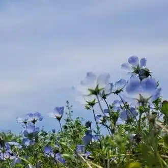 海坂（うなさか）