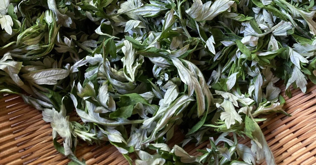 よもぎ茶 720ml 賞味期限2027年 2026新よもぎ茶販売開始｜みちくさファーム
