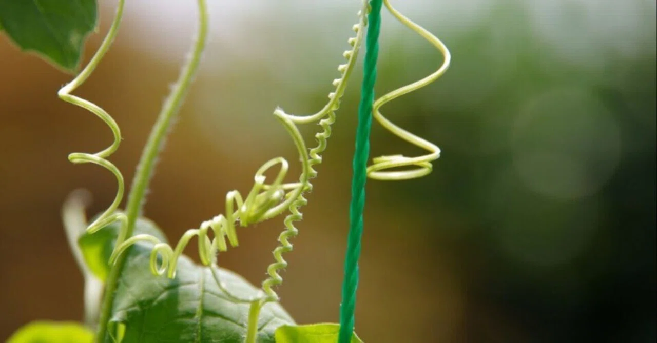 植物の不思議】ゴーヤのツルが支柱を掴む驚異のメカニズム！自然界の