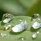 茉莉花 matsurika