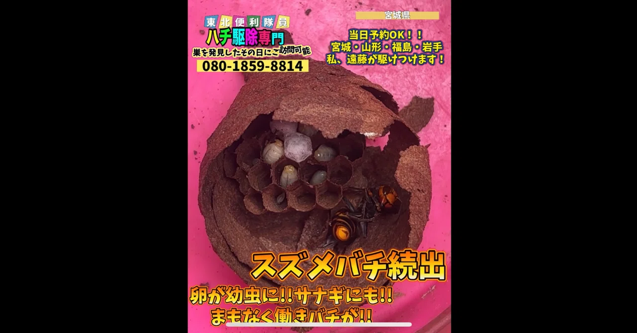 🐝【宮城県でスズメバチの初期巣を駆除｜幼虫やサナギが確認された危険