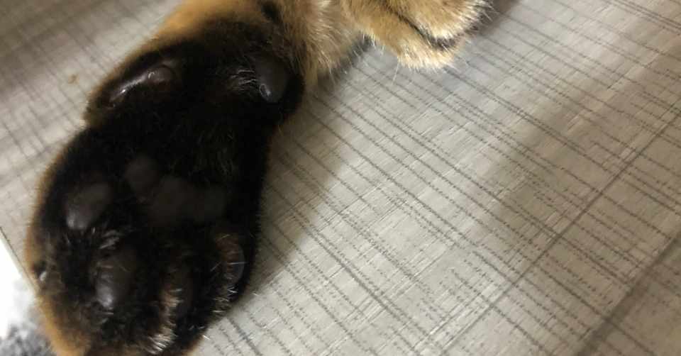 評判の悪いペットショップのチェーン店で猫を引き取った話 役満ろ萬ちゃん Note