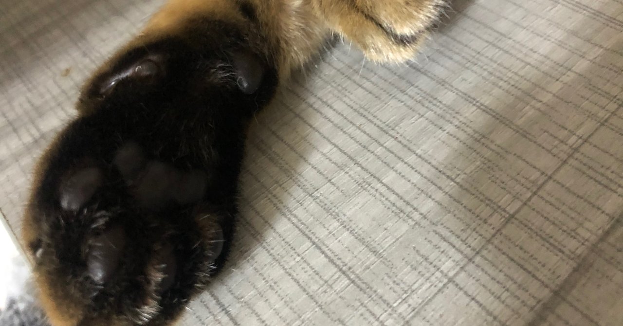評判の悪いペットショップのチェーン店で猫を引き取った話 役満ろ萬ちゃん Note