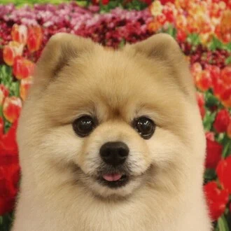 吉宗鋼紀