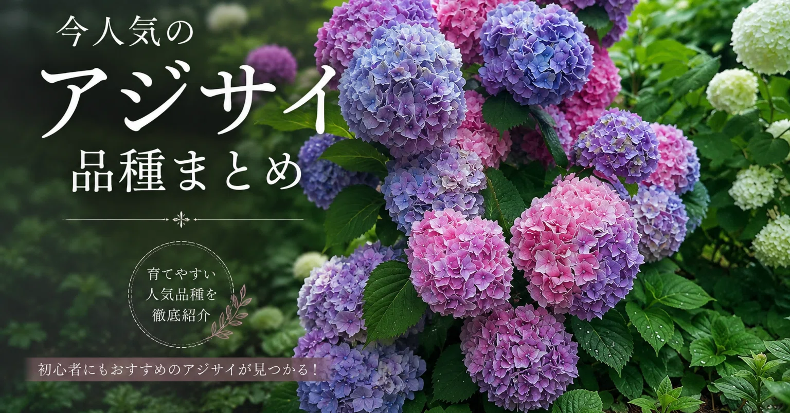 今人気のアジサイ品種の選び方ガイド｜八重咲き・秋色・育てやすい