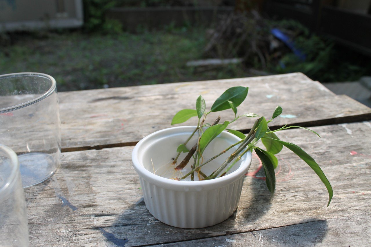 ガジュマル挿し木植え替え Nakada Shugo Note ガジュマル挿し木植え替え Nakada Shugo Note