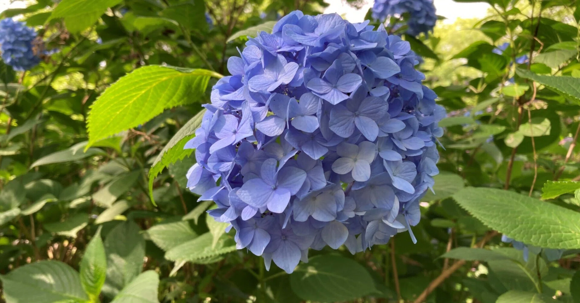 お出かけ親父のウォーキング鶴見緑地公園の紫陽花｜お出かけ親父