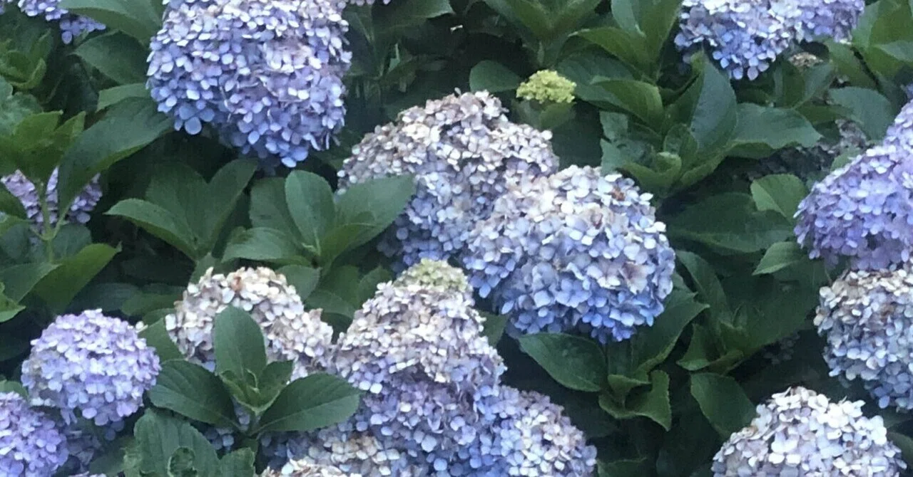 3年前から続けている、6月の紫陽花のおまじない｜細井美波｜フード