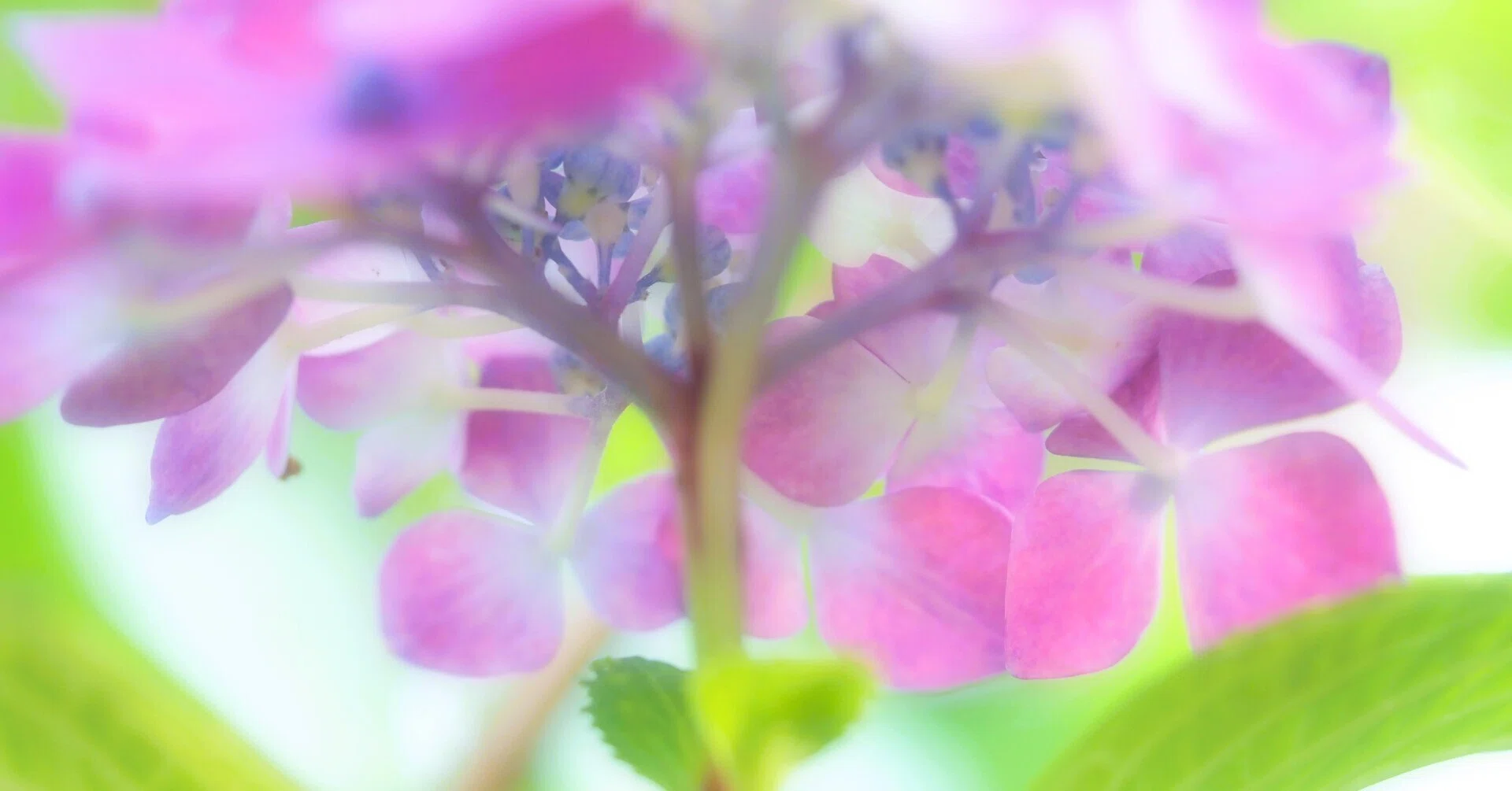 Photo：朝日に照らされる庭の紫陽花を撮る｜あーかいぶ55