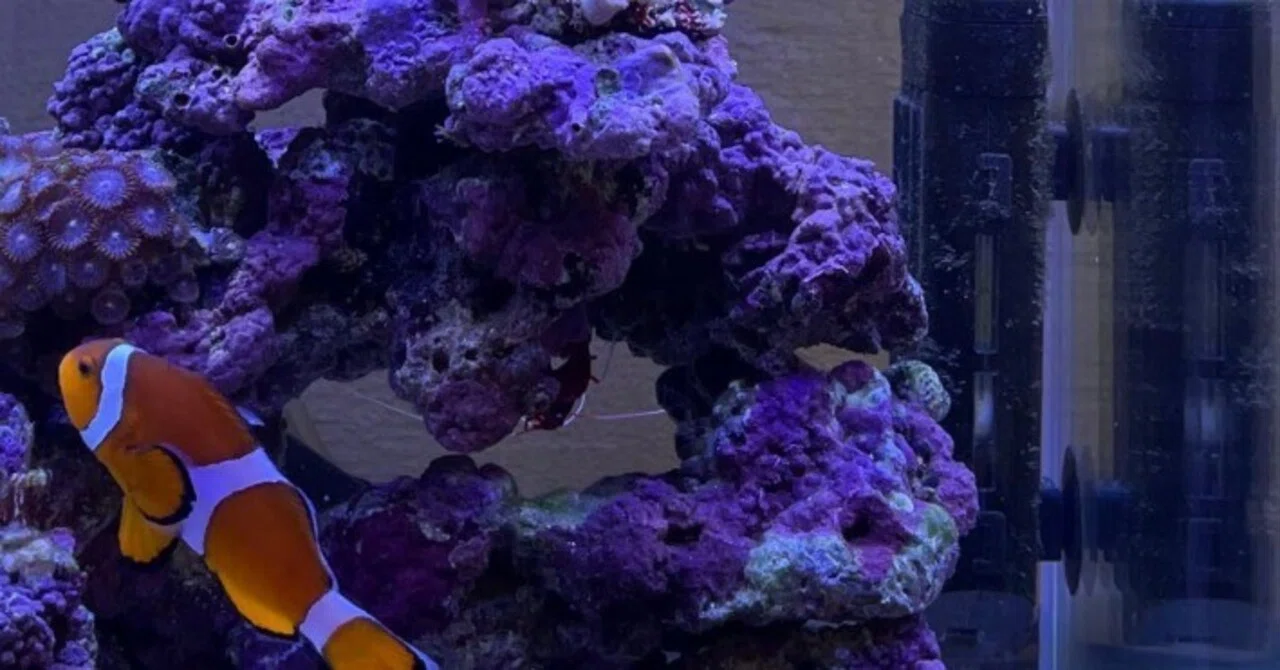 水槽用クーラー　サンゴ　海水魚　熱帯魚 海水水槽のヒーターとクーラー【冬より夏の方が大変という話】｜st