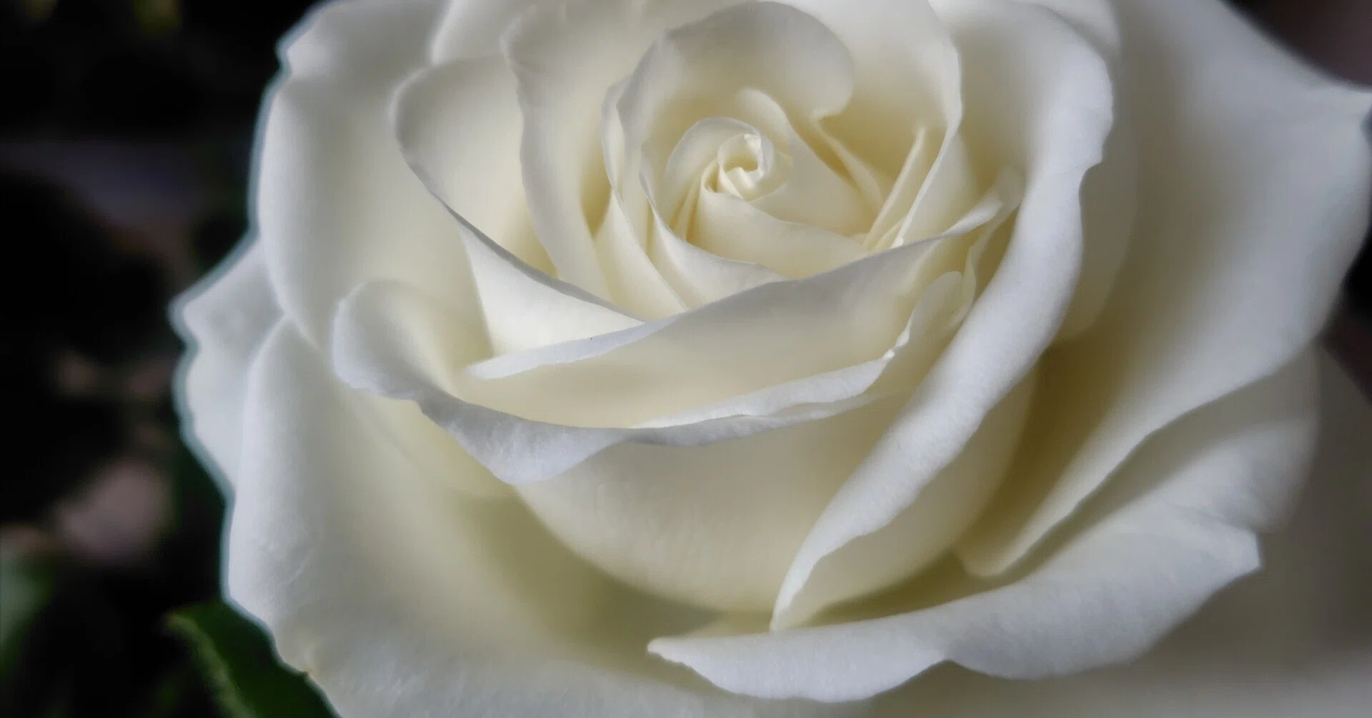 鉢ごとメルカリ便発送 バラ苗 バラの滝 薔薇の滝 ウティガルト 長尺苗
