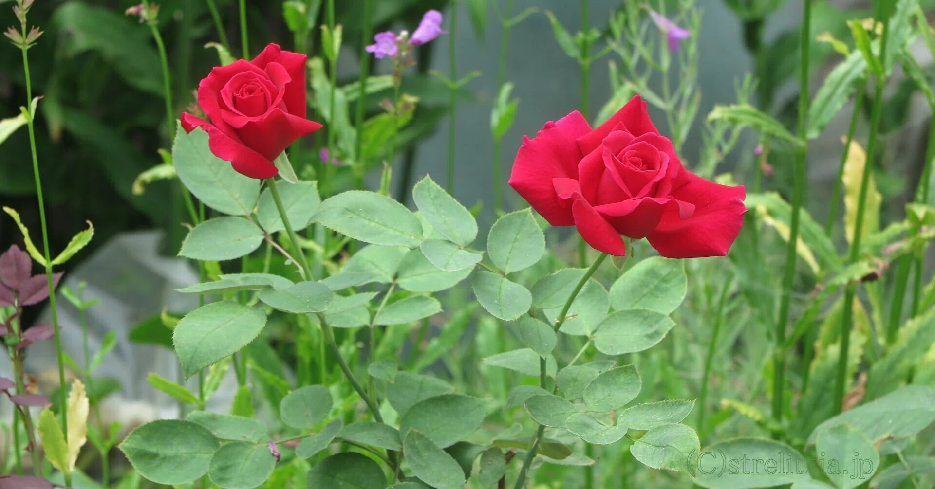 品種間違いのバラのその後｜極楽鳥花植物園