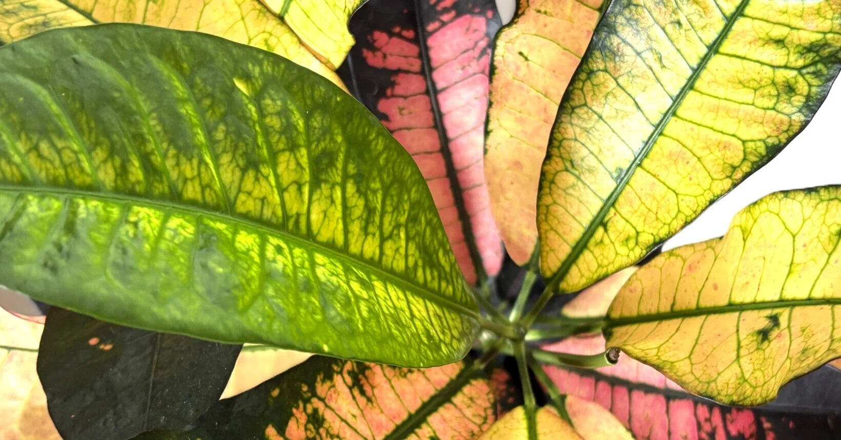 クロトン(アケボノ)｜お花も顔負けのカラフル観葉植物🪴｜ラムネ