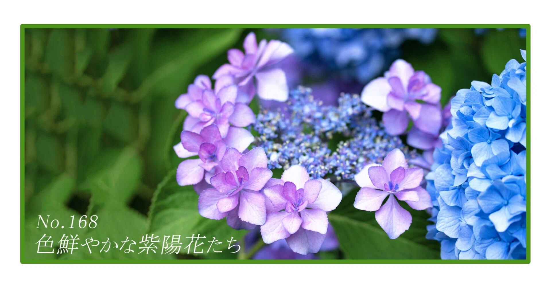 色鮮やかな紫陽花たち No.168｜ribbon(リボン)