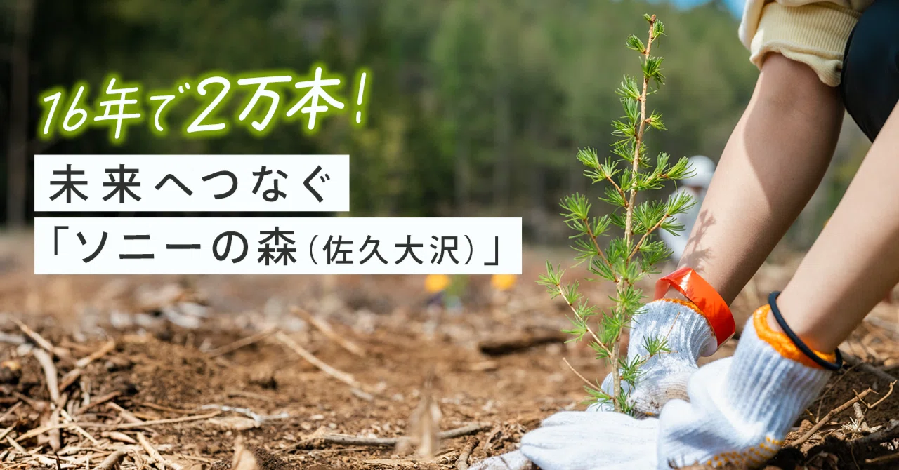 植林したのは2万本。16年目の森林整備活動レポート【ソニーの森（佐久
