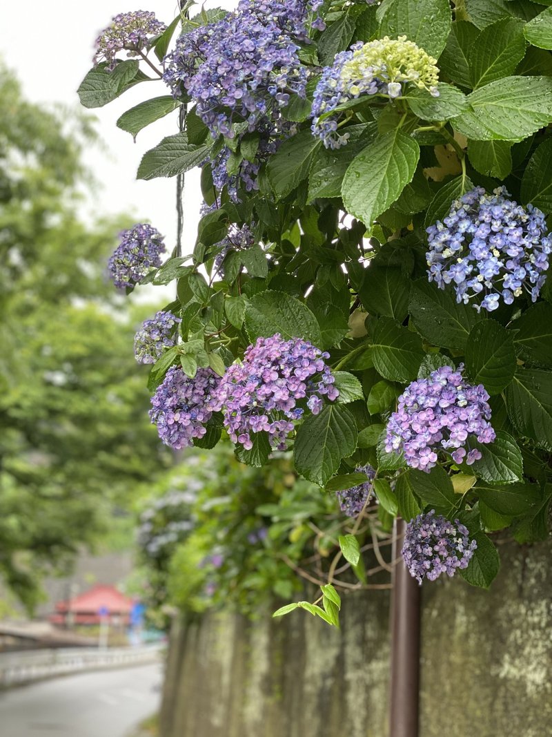 マンガ 海街diary 聖地巡礼 第一弾 極楽寺 力餅家 Shiro Note マンガ 海街diary 聖地巡礼 第一弾 極楽寺 力餅家 Shiro Note