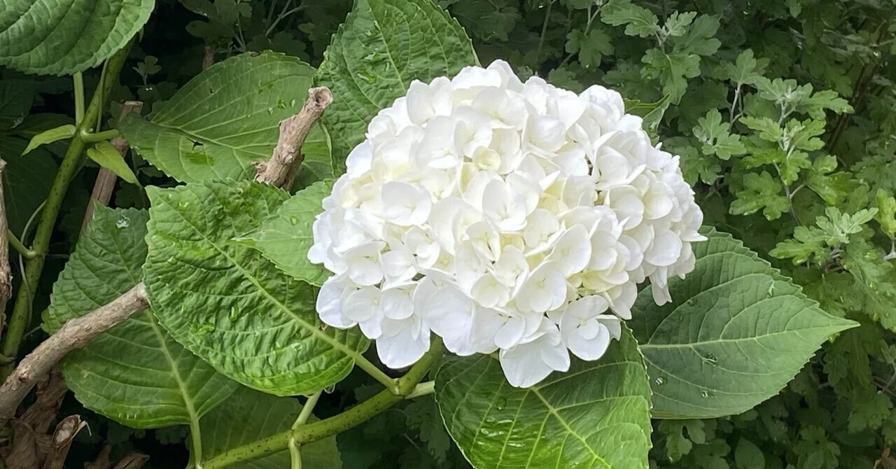 紫陽花の季節｜之哲／Yuki Satoru