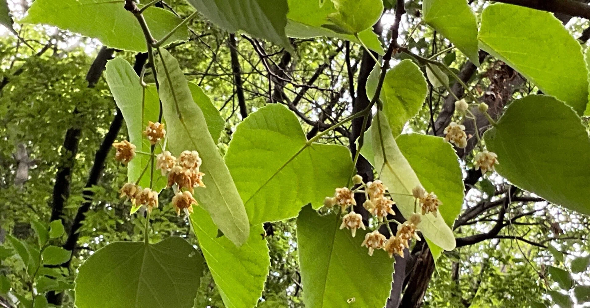 ボダイジュの開花（京都府立植物園）：2026年6月10日（水）｜藤井秀昭