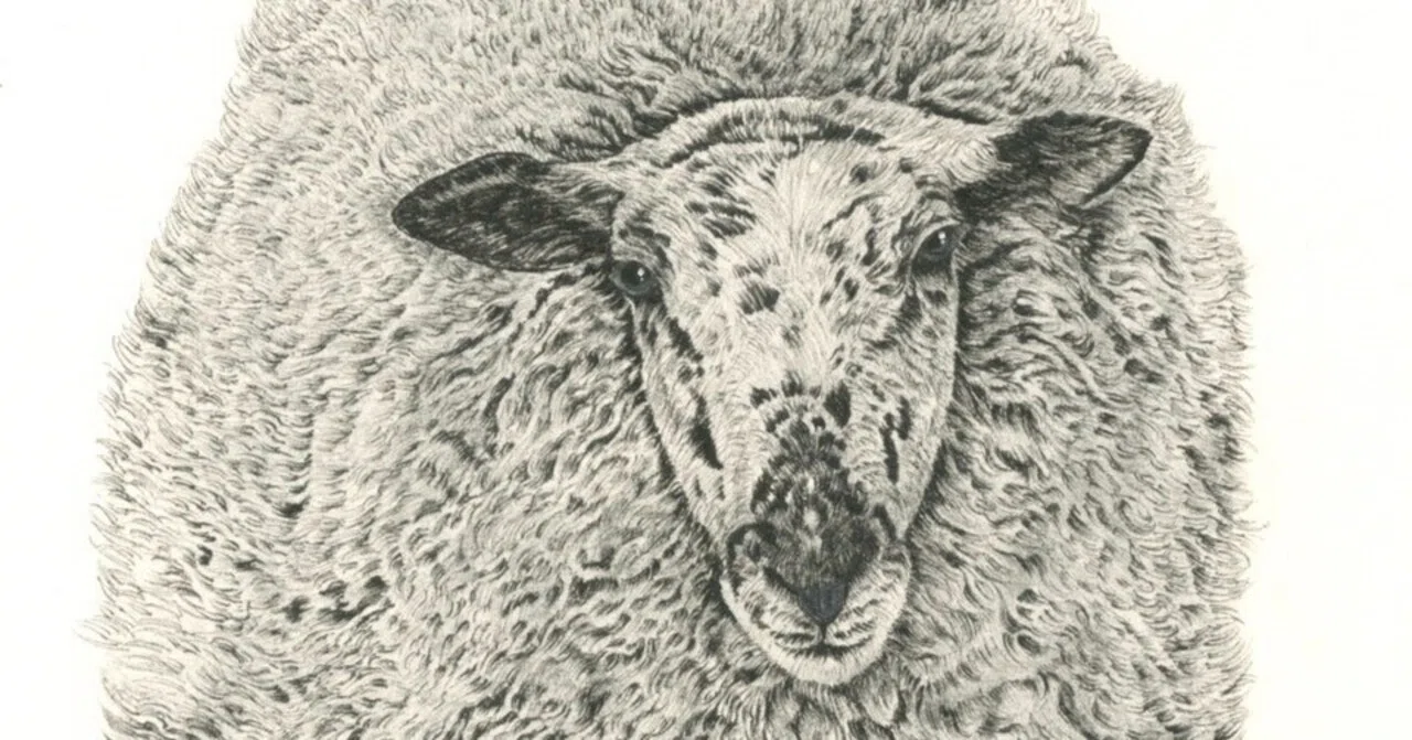 今週は羊】 This Week, a Sheep 2026/6/10｜山田貴裕