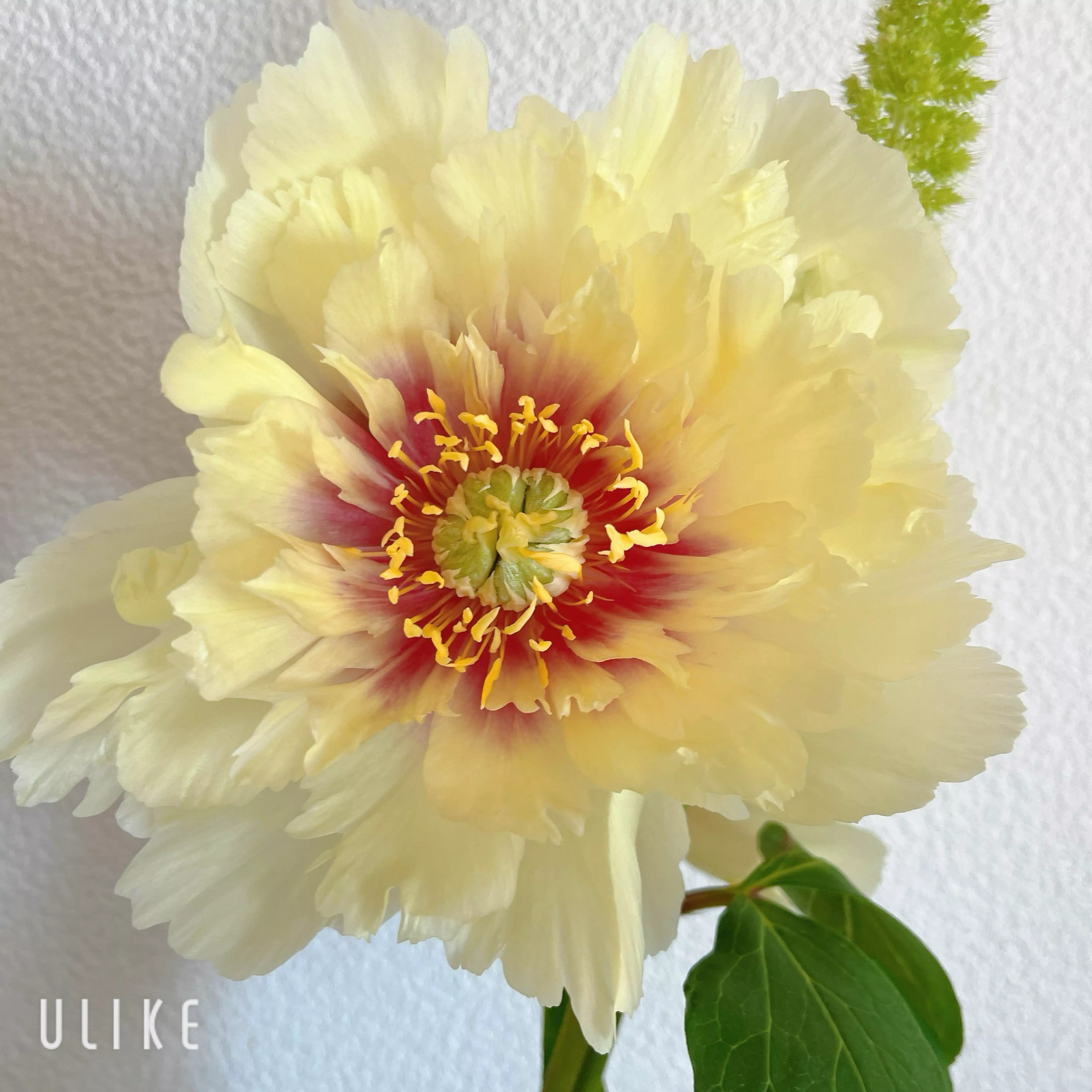 芍薬美粧堂/メイクアップアーティスト
