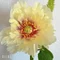 芍薬美粧堂/メイクアップアーティスト