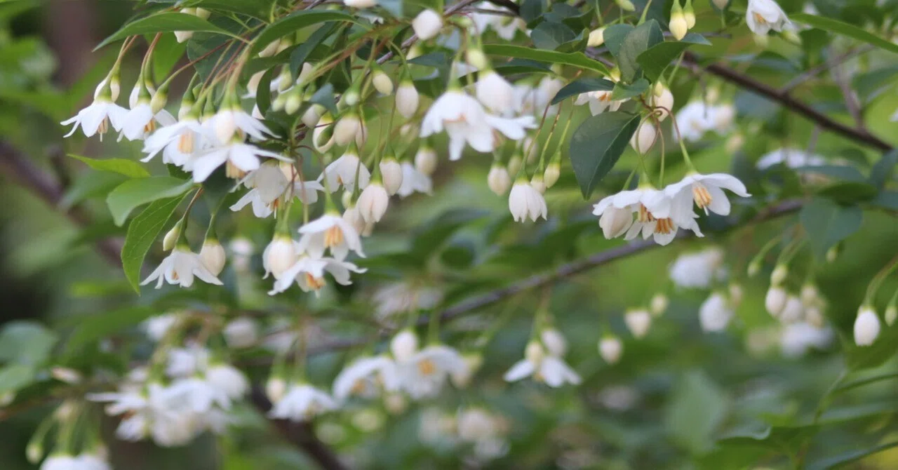 山雀（ヤマガラ）に会いたくて植えたエゴの木に花が咲きました｜庭に