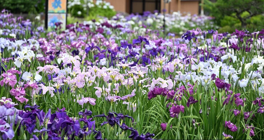 四季の花の名所」アルバム｜彩り豊かな花々に出会うの月別一覧｜cecil