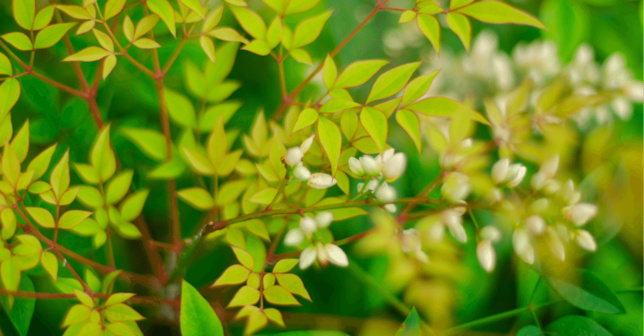 南天の花 榎田智子 Note 南天の花 榎田智子 Note